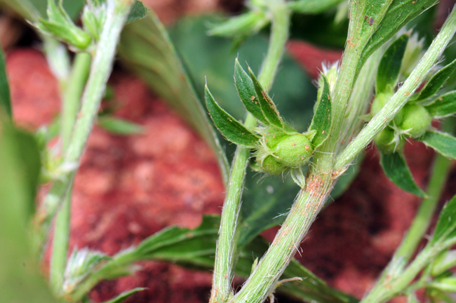 New Mexico Silverbush has globose or globular fruits which are technically called a capsule. Ditaxis neomexicana 